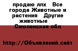 продаю лпх - Все города Животные и растения » Другие животные   . Смоленская обл.